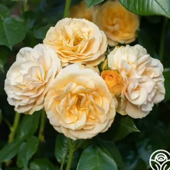 Heirloom Roses Julia Child™ Hot