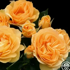 Heirloom Roses Julia Child™ Hot
