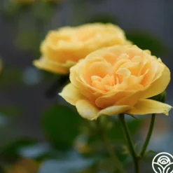 Heirloom Roses Julia Child™ Hot