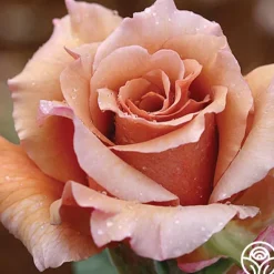 Heirloom Roses Julia's Rose® Online