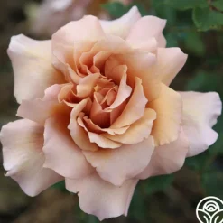 Heirloom Roses Julia's Rose® Online