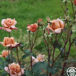 Heirloom Roses Julia's Rose® Online