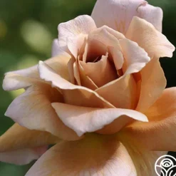 Heirloom Roses Julia's Rose® Online