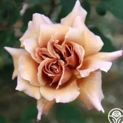 Heirloom Roses Julia's Rose® Online
