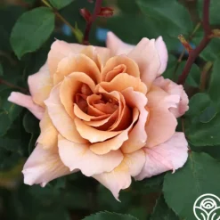 Heirloom Roses Julia's Rose® Online