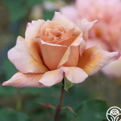 Heirloom Roses Julia's Rose® Online