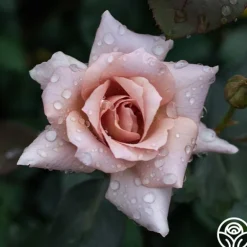 Heirloom Roses Julia's Rose® Online