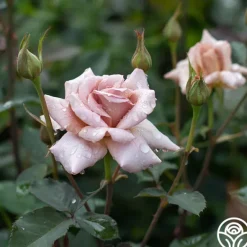 Heirloom Roses Julia's Rose® Online