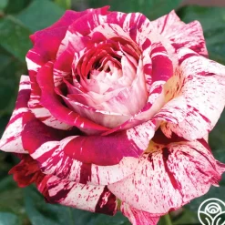 Heirloom Roses Julio Iglesias™