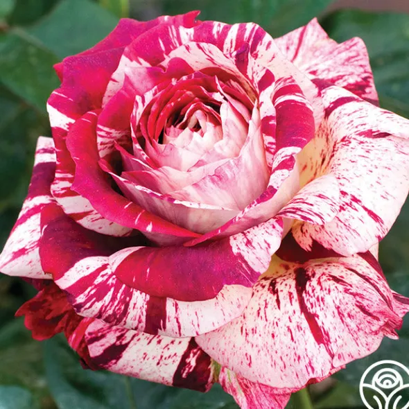 Heirloom Roses Julio Iglesias™