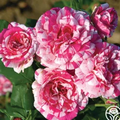 Heirloom Roses Julio Iglesias™