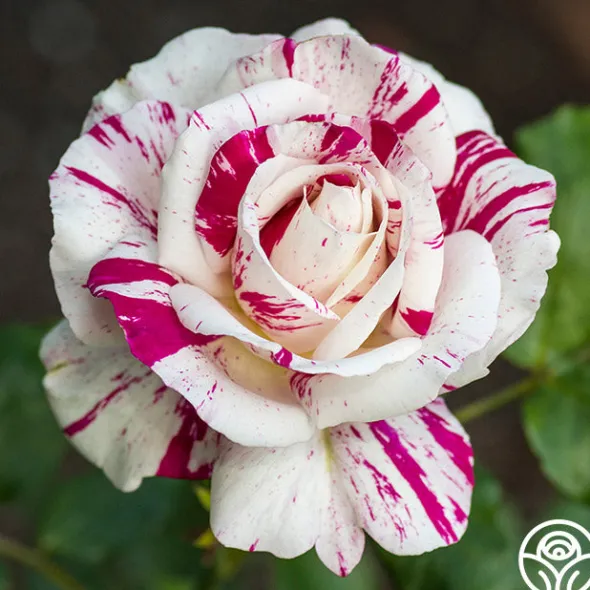 Heirloom Roses Julio Iglesias™