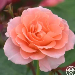 Heirloom Roses Jump For Joy™ Clearance