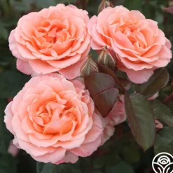 Heirloom Roses Jump For Joy™ Clearance