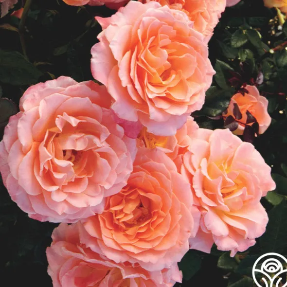 Heirloom Roses Jump For Joy™ Clearance