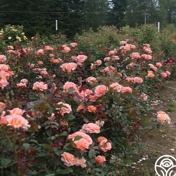Heirloom Roses Jump For Joy™ Clearance