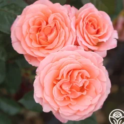 Heirloom Roses Jump For Joy™ Clearance