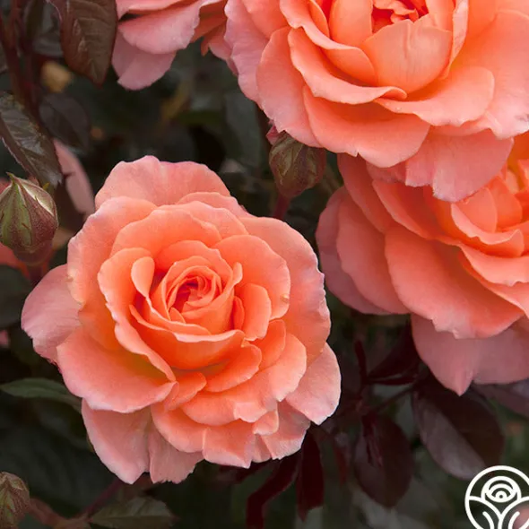 Heirloom Roses Jump For Joy™ Clearance