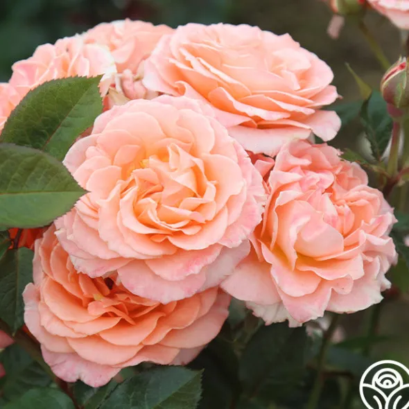 Heirloom Roses Jump For Joy™ Clearance