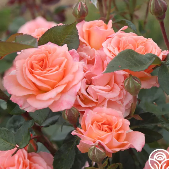 Heirloom Roses Jump For Joy™ Clearance