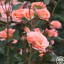 Heirloom Roses Jump For Joy™ Clearance