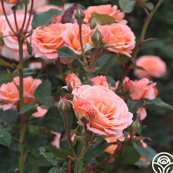 Heirloom Roses Jump For Joy™ Clearance
