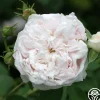 Heirloom Roses Juno Best