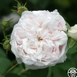 Heirloom Roses Juno Best