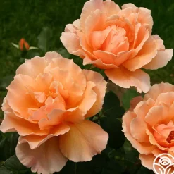 Heirloom Roses Just Joey® Sale