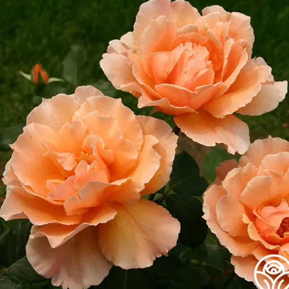 Heirloom Roses Just Joey® Sale