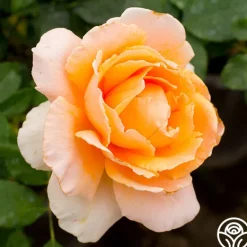 Heirloom Roses Just Joey® Sale
