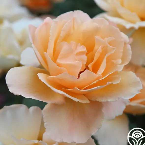 Heirloom Roses Just Joey® Sale