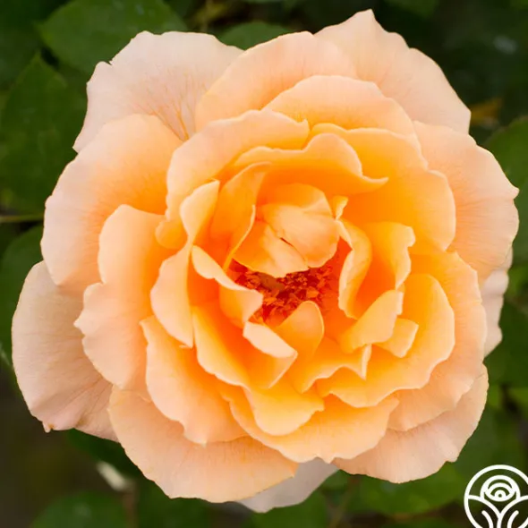 Heirloom Roses Just Joey® Sale