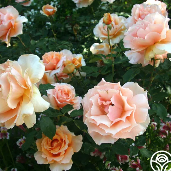 Heirloom Roses Just Joey® Sale