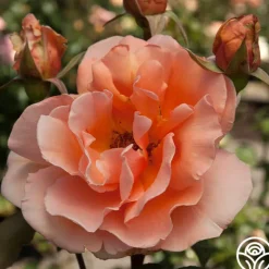 Heirloom Roses Just Joey® Sale