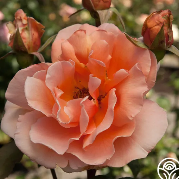 Heirloom Roses Just Joey® Sale