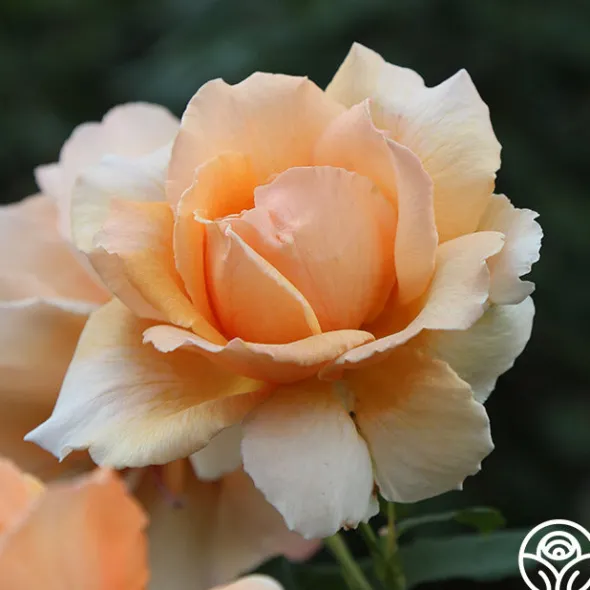 Heirloom Roses Just Joey® Sale