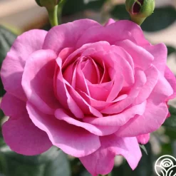 Heirloom Roses Kaffe Fassett