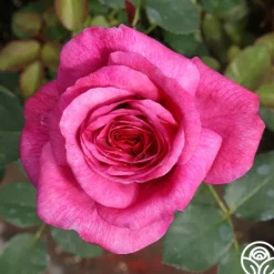 Heirloom Roses Kaffe Fassett