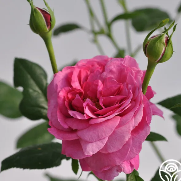 Heirloom Roses Kaffe Fassett