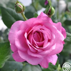 Heirloom Roses Kaffe Fassett