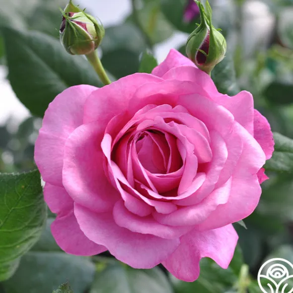 Heirloom Roses Kaffe Fassett