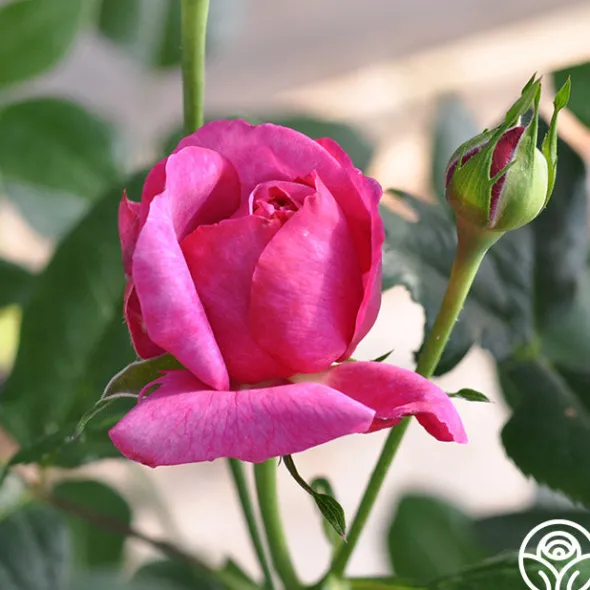 Heirloom Roses Kaffe Fassett