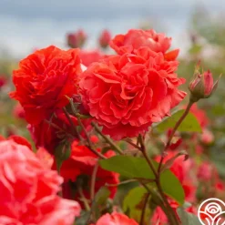 Heirloom Roses Kanegem