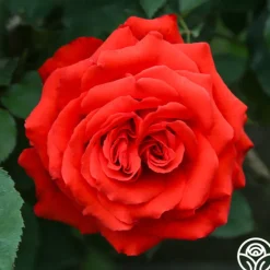 Heirloom Roses Kanegem