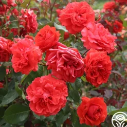 Heirloom Roses Kanegem