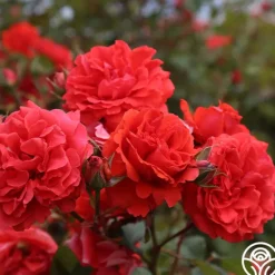 Heirloom Roses Kanegem