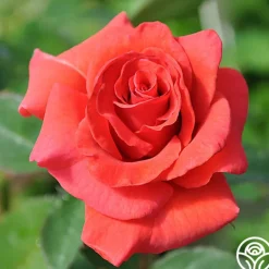 Heirloom Roses Kanegem