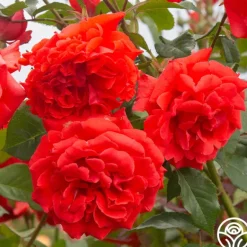 Heirloom Roses Kanegem