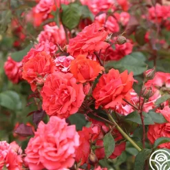 Heirloom Roses Kanegem